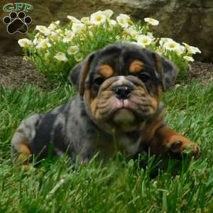 Beau, Miniature Bulldog Puppy